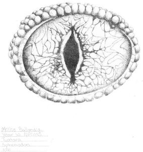 Detailed black and white drawing of an eye with intricate patterns and textures.