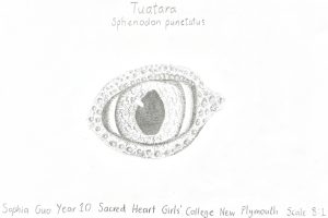 Close-up of a detailed scientific drawing of a Tuatara eye, highlighting its unique features.
