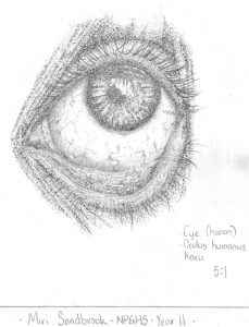 Artistic pencil sketch of a human eye, showcasing detailed iris and eyelashes.